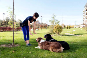Pure brain dog training brain training for dog