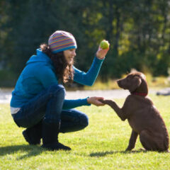 Dog behavior training