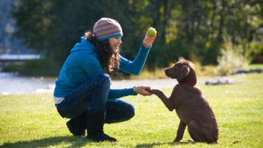 Dog behavior training