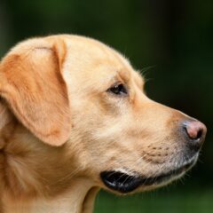 Affordable Dog Collars for Large Breeds