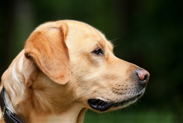 Affordable Dog Collars for Large Breeds