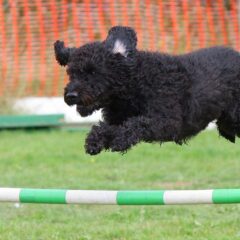 Backyard Dog Agility Course Set: Enhance Your Pet's Fun and Fitness!