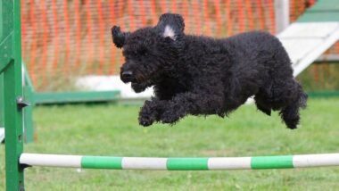 Backyard Dog Agility Course Set: Enhance Your Pet's Fun and Fitness!