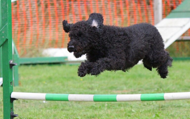 Backyard Dog Agility Course Set: Enhance Your Pet’s Fun and Fitness! Backyard Dog Agility Course Set: Enhance Your Pet’s Fun and Fitness!