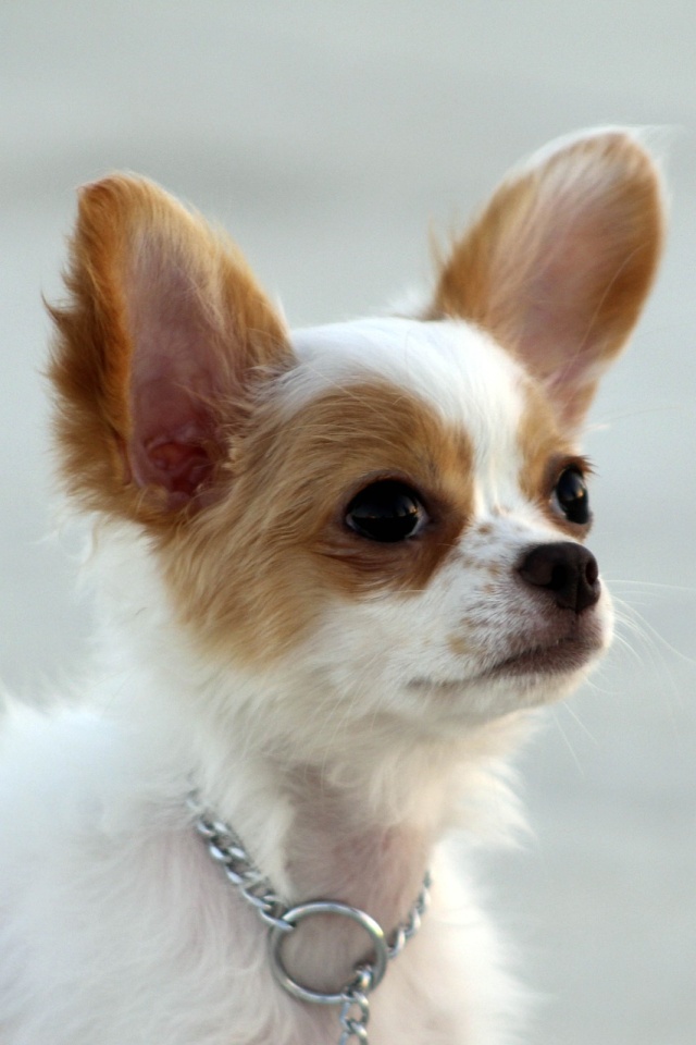 Dog Training Reviews & Tips