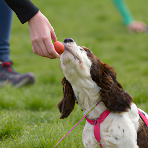 Best Dog Training Snacks -Dog Training Rewards Treats