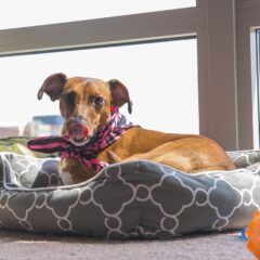 EHEYCIGA vs Bedsure: Which Dog Bed Reigns Supreme?