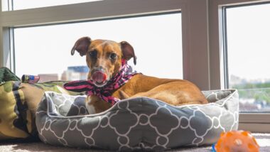 EHEYCIGA vs Bedsure: Which Dog Bed Reigns Supreme?