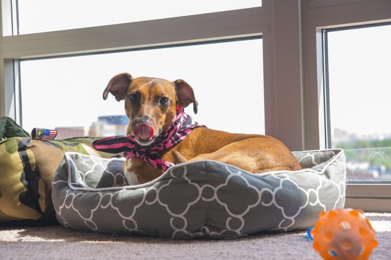 EHEYCIGA vs Bedsure: Which Dog Bed Reigns Supreme?