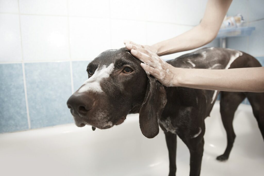 The best dog repellent product