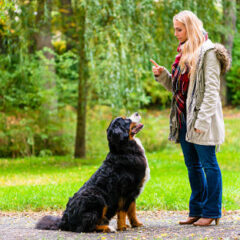 teach dog the sit command