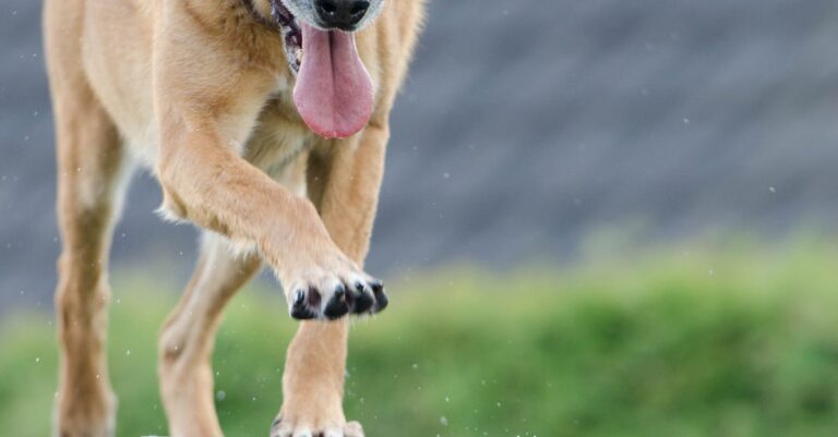 Innovative Approaches Found in Modern Dog Training Books